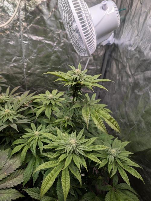 Living Soil regelt - 3 Sorten. Week 12