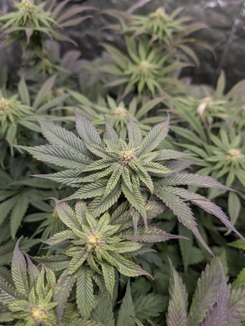 Living Soil regelt - 3 Sorten. Week 12