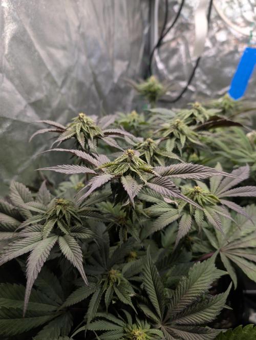 Living Soil regelt - 3 Sorten. Week 12