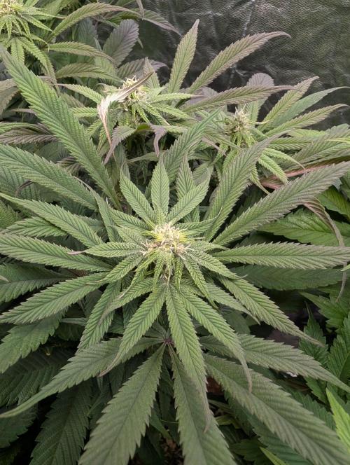 Living Soil regelt - 3 Sorten. Week 12