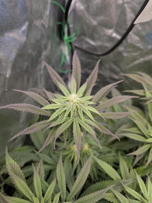 Living Soil regelt - 3 Sorten. Week 12