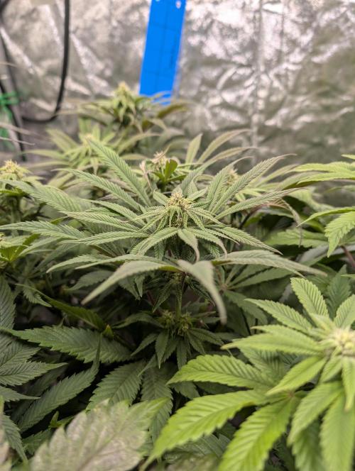 Living Soil regelt - 3 Sorten. Week 12