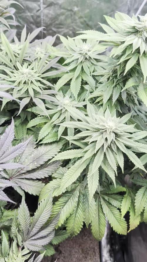 Living Soil regelt - 3 Sorten