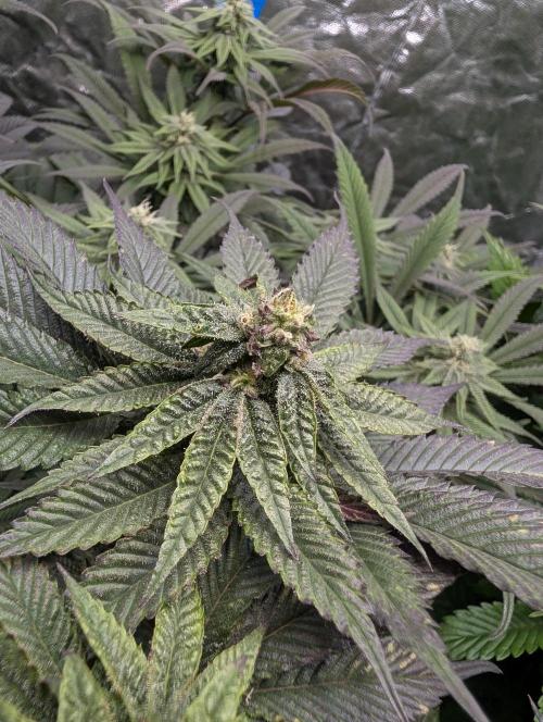 Living Soil regelt - 3 Sorten. Week 13 - Seifuku