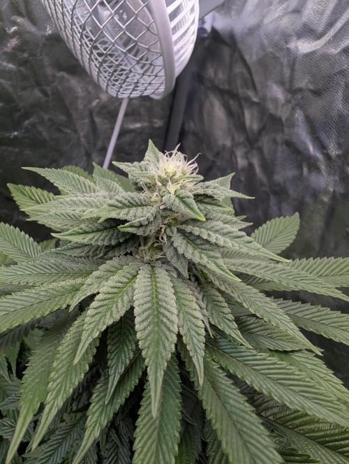 Living Soil regelt - 3 Sorten. Week 13 - Chem Cake 