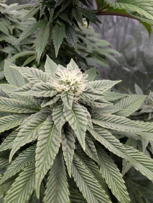 Living Soil regelt - 3 Sorten. Week 13 - Chem Cake 