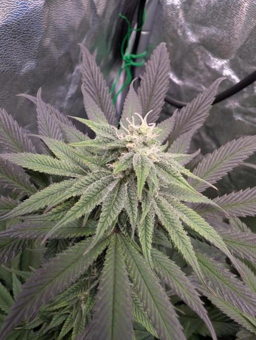 Living Soil regelt - 3 Sorten. Week 13 - Cookies and Cream 