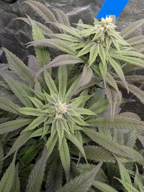 Living Soil regelt - 3 Sorten. Week 13 - Cookies and Cream 