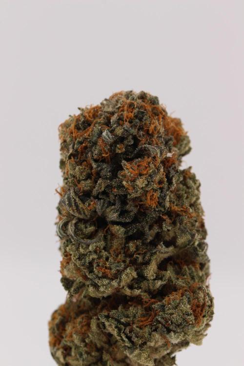 Sour Zoda in Living Soil. Week 17