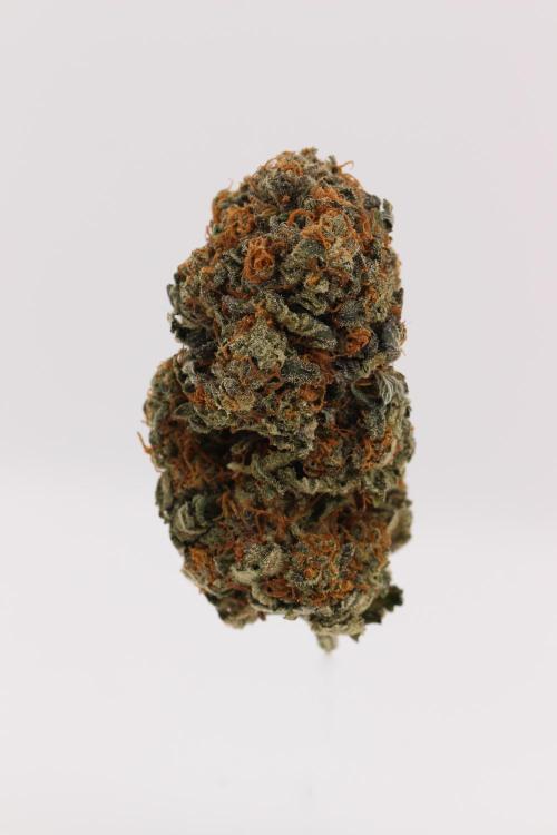 Sour Zoda in Living Soil. Week 17