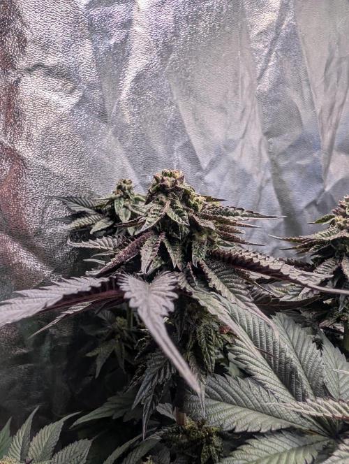 Living Soil regelt - 3 Sorten. Week 14 - Seifuku