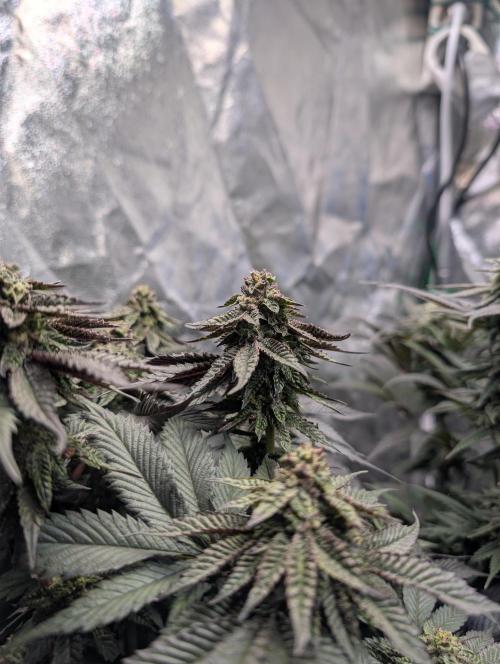 Living Soil regelt - 3 Sorten. Week 14 - Seifuku