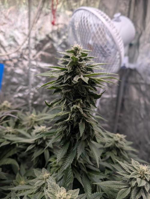 Living Soil regelt - 3 Sorten. Week 14 - Chem Cake 