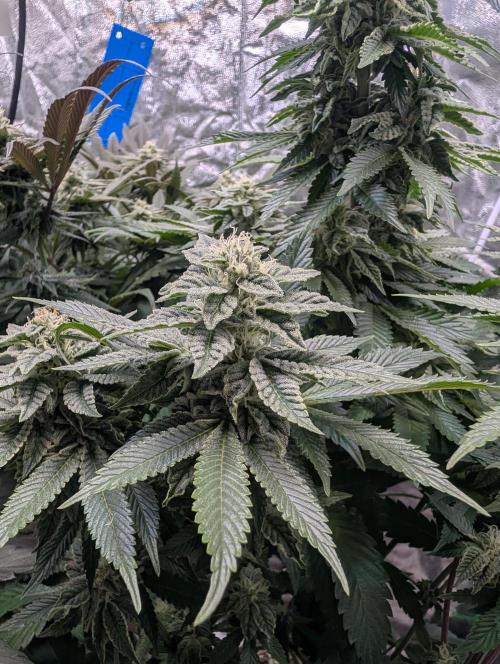 Living Soil regelt - 3 Sorten. Week 14 - Chem Cake 