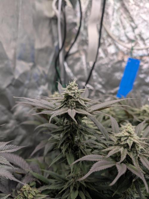 Living Soil regelt - 3 Sorten. Week 14 - Cookies and Cream 