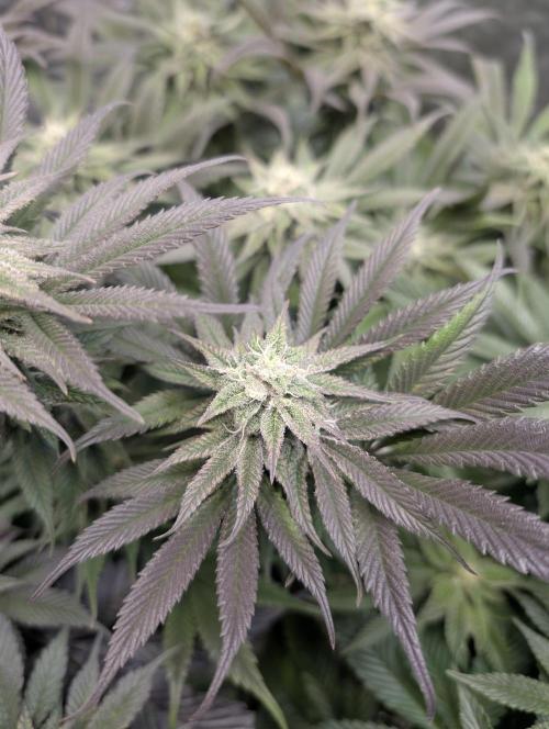 Living Soil regelt - 3 Sorten. Week 14 - Cookies and Cream 