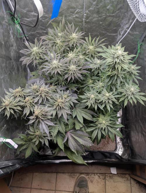 Living Soil regelt - 3 Sorten. Week 14