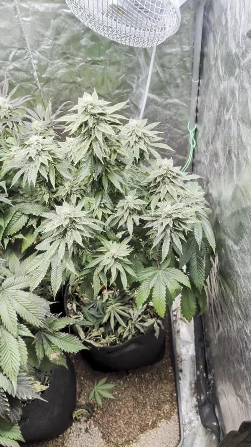 Living Soil regelt - 3 Sorten