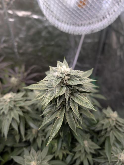 Living Soil regelt - 3 Sorten. Week 15