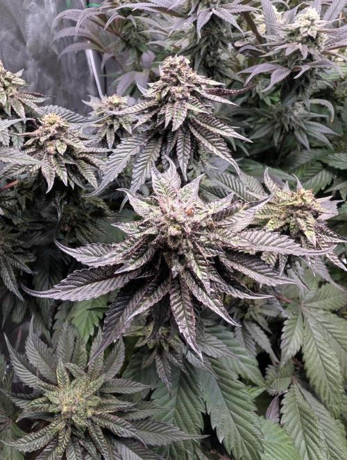 Living Soil regelt - 3 Sorten. Week 15