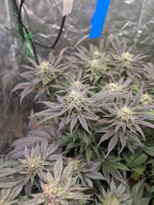 Living Soil regelt - 3 Sorten. Week 15