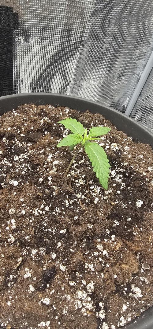 Gorilla Z Fast Buds. Week 1