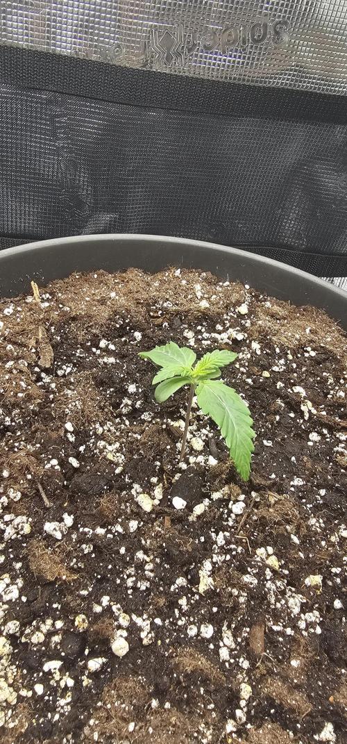 Gorilla Z Fast Buds. Week 1