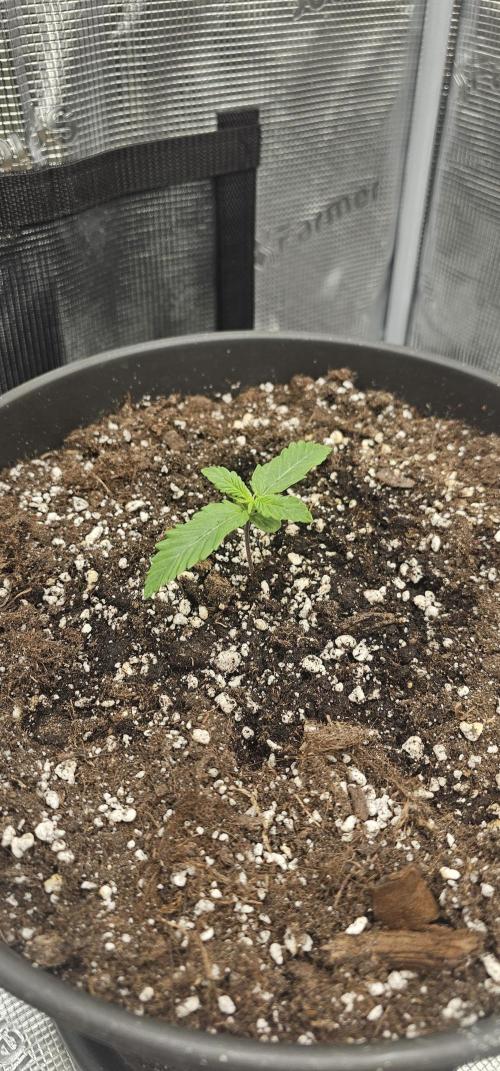 Gorilla Z Fast Buds. Week 1