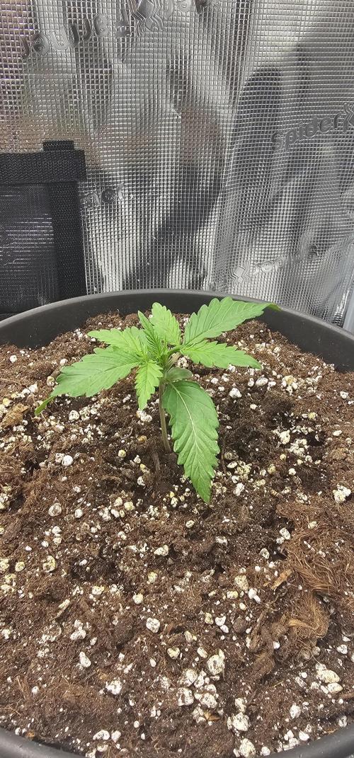 Gorilla Z Fast Buds. Week 2
