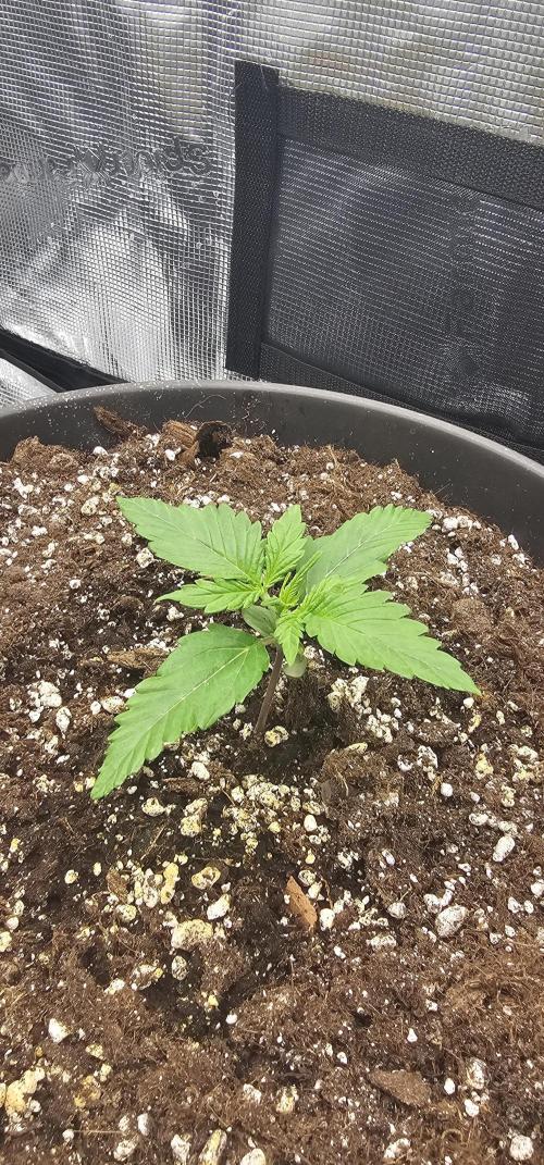 Gorilla Z Fast Buds. Week 2