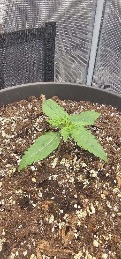 Gorilla Z Fast Buds. Week 2