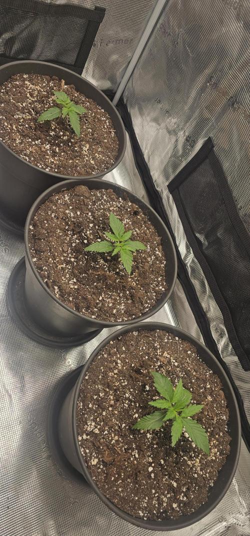Gorilla Z Fast Buds. Week 2