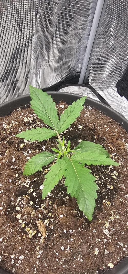 Gorilla Z Fast Buds. Week 2