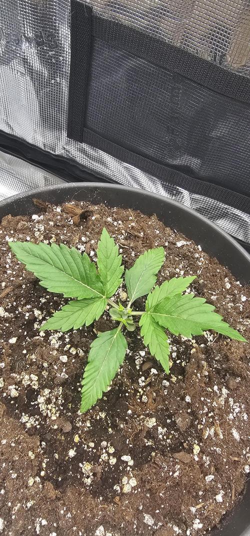 Gorilla Z Fast Buds. Week 2