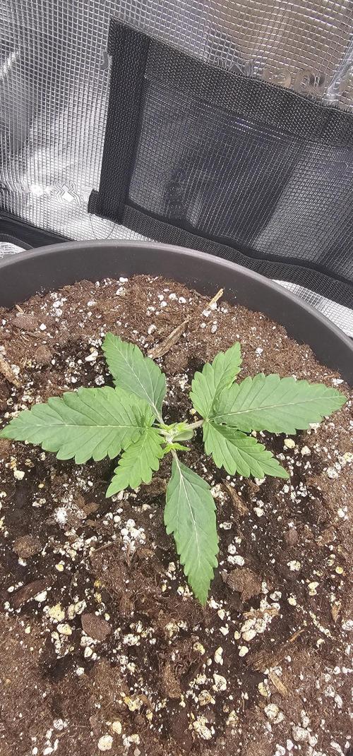 Gorilla Z Fast Buds. Week 2