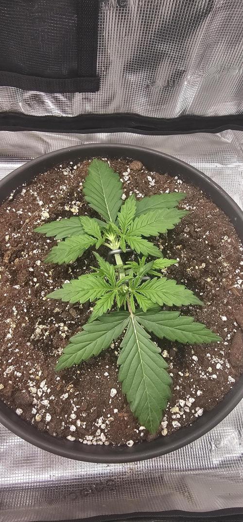 Gorilla Z Fast Buds. Week 3