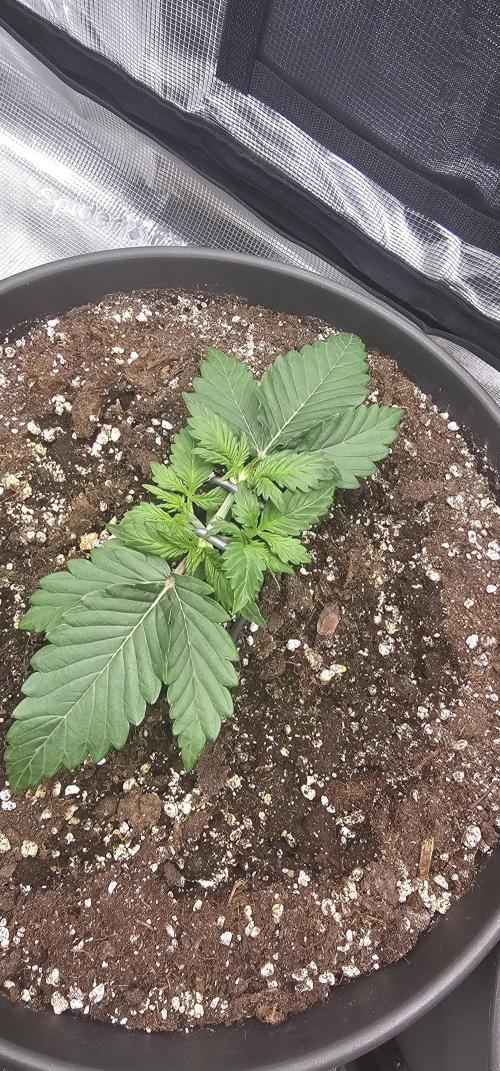 Gorilla Z Fast Buds. Week 3