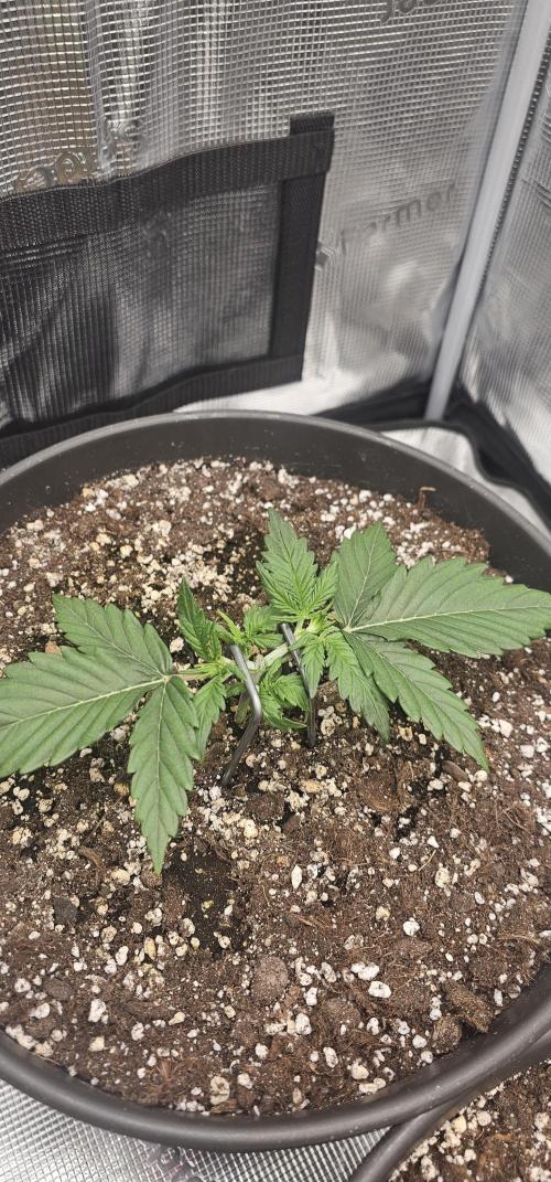 Gorilla Z Fast Buds. Week 3