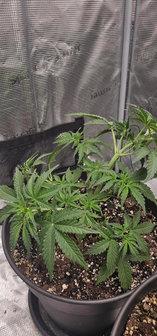 Gorilla Z Fast Buds. Week 4
