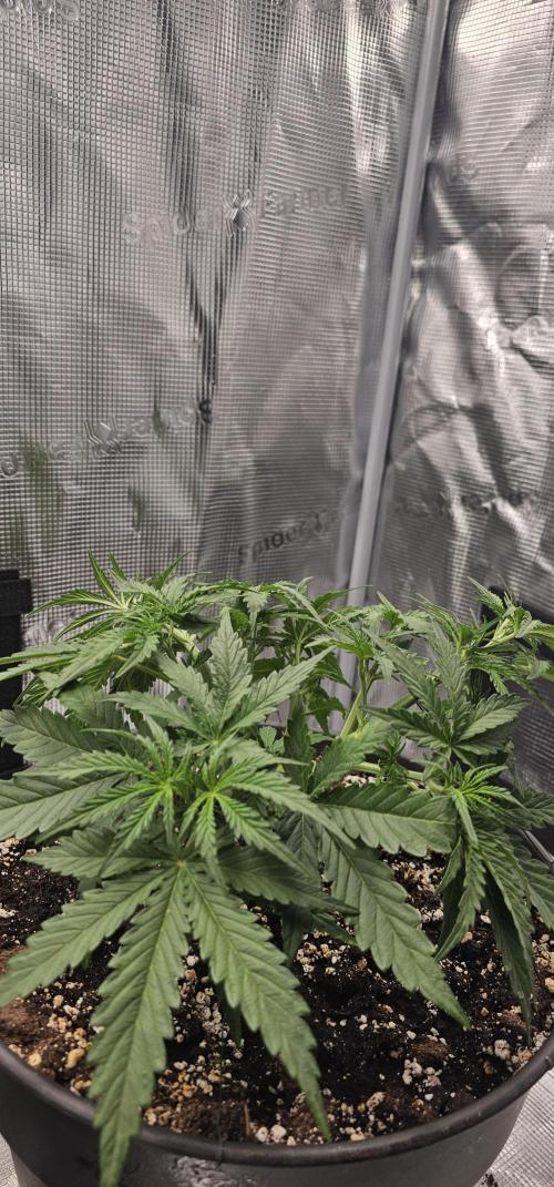 Gorilla Z Fast Buds. Week 4