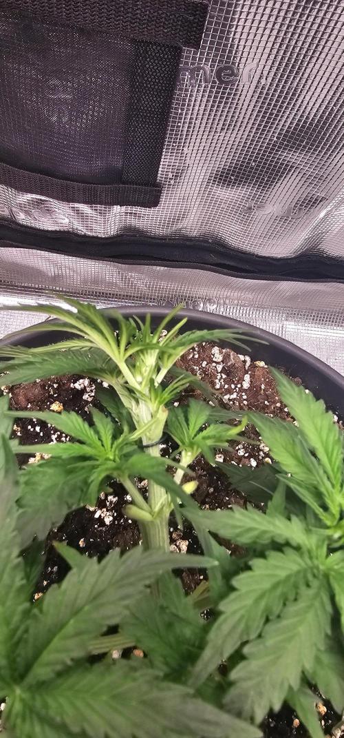 Gorilla Z Fast Buds. Week 4