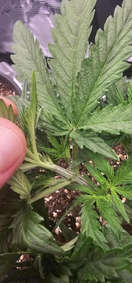 Gorilla Z Fast Buds. Week 4