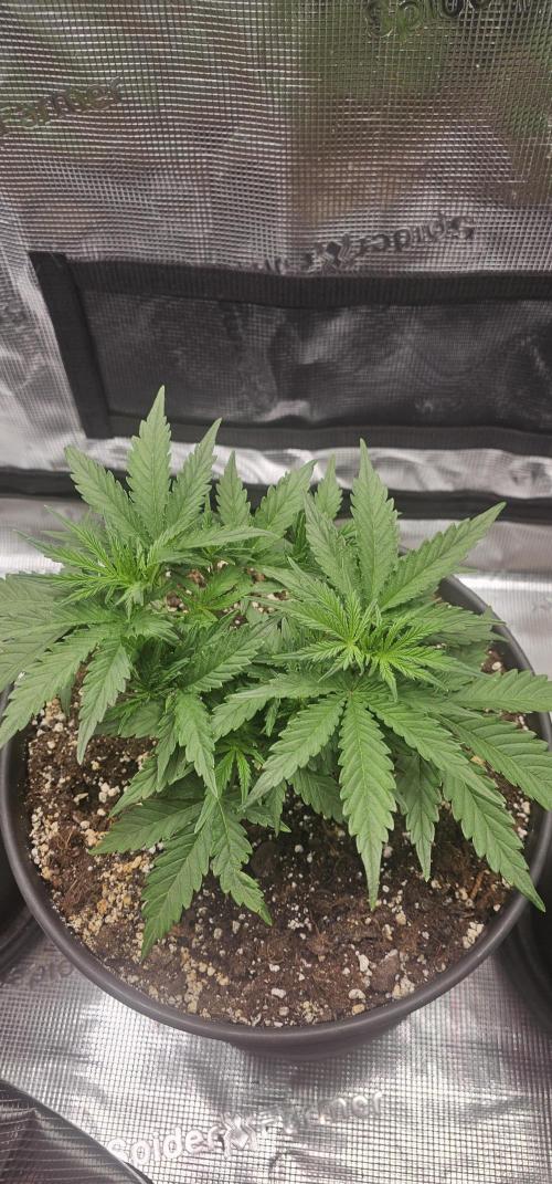 Gorilla Z Fast Buds. Week 4