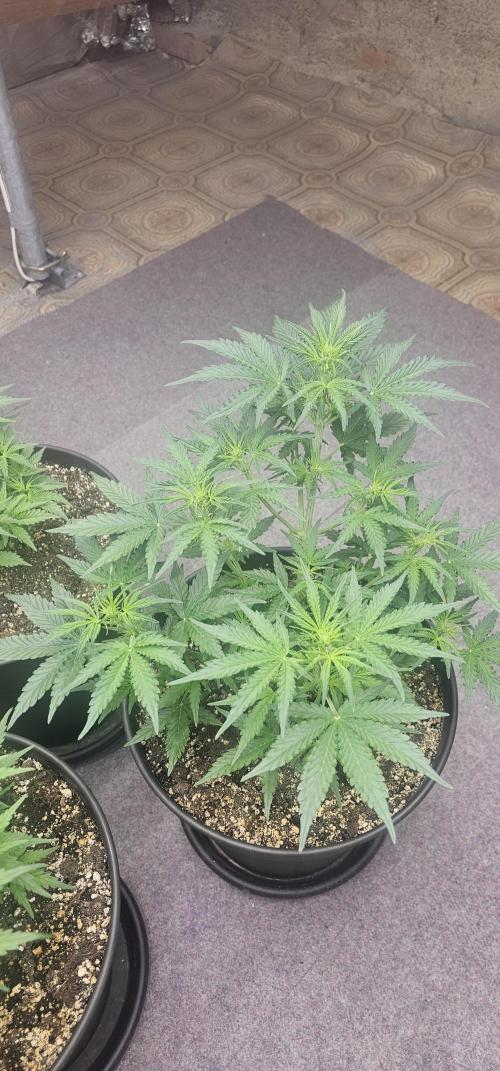 Gorilla Z Fast Buds. Week 5