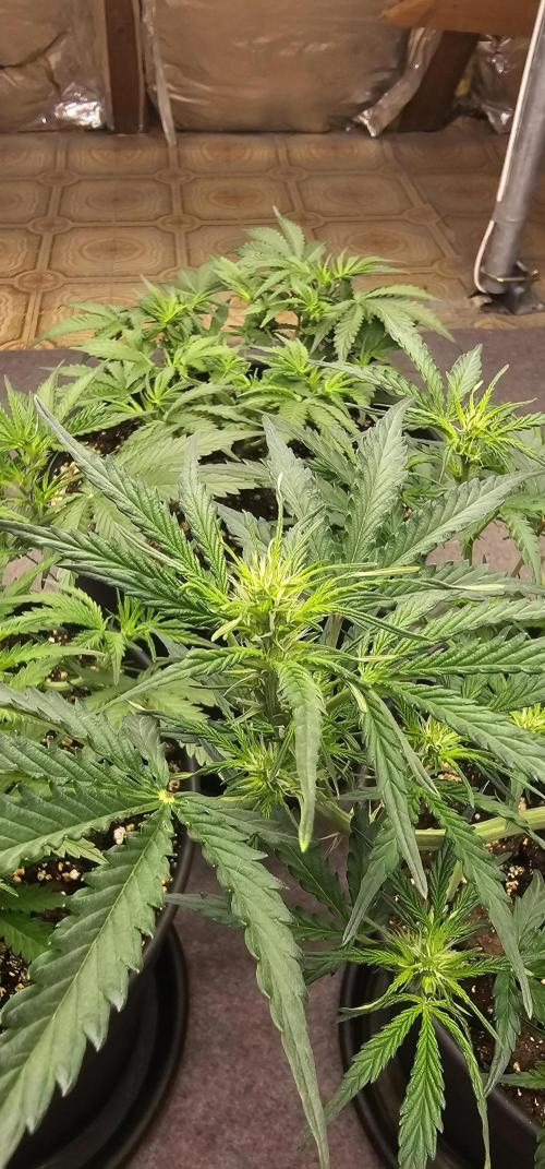 Gorilla Z Fast Buds. Week 5