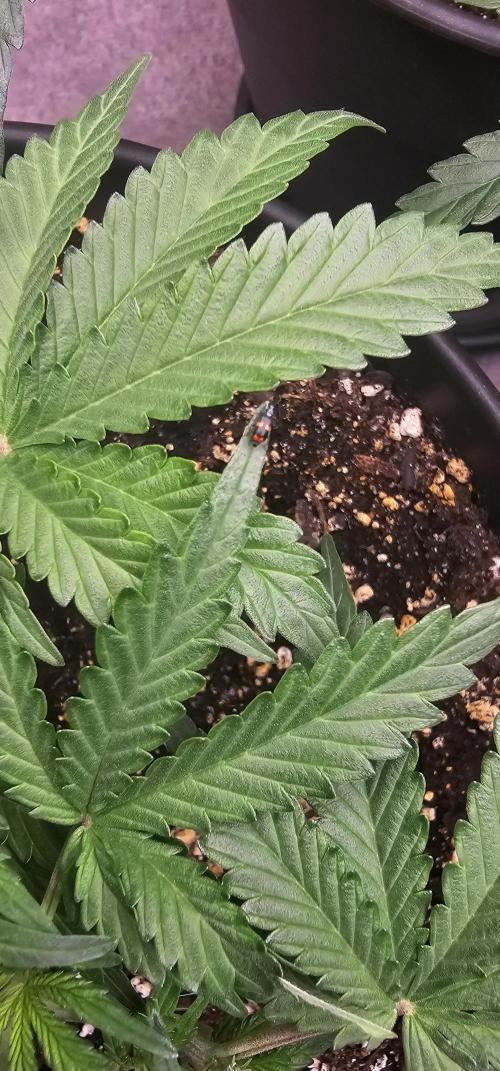 Gorilla Z Fast Buds. Week 5 - Some uninvited guest ?