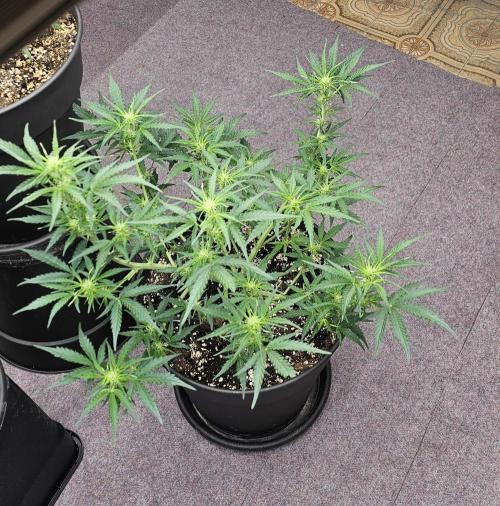 Gorilla Z Fast Buds. Week 5