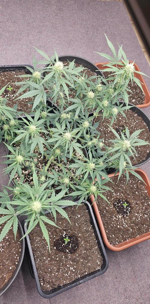 Gorilla Z Fast Buds. Week 6
