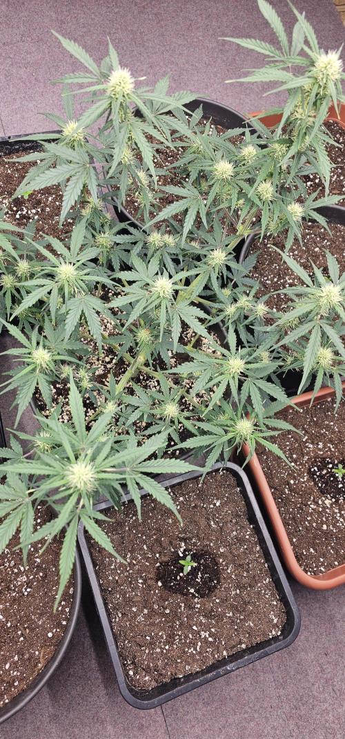 Gorilla Z Fast Buds. Week 6