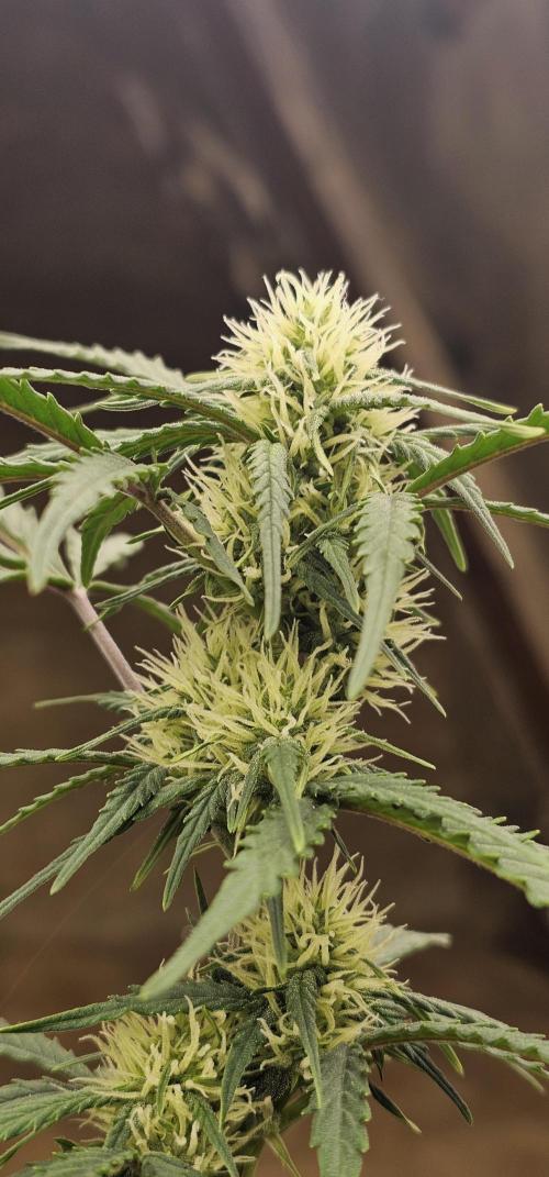 Gorilla Z Fast Buds. Week 6